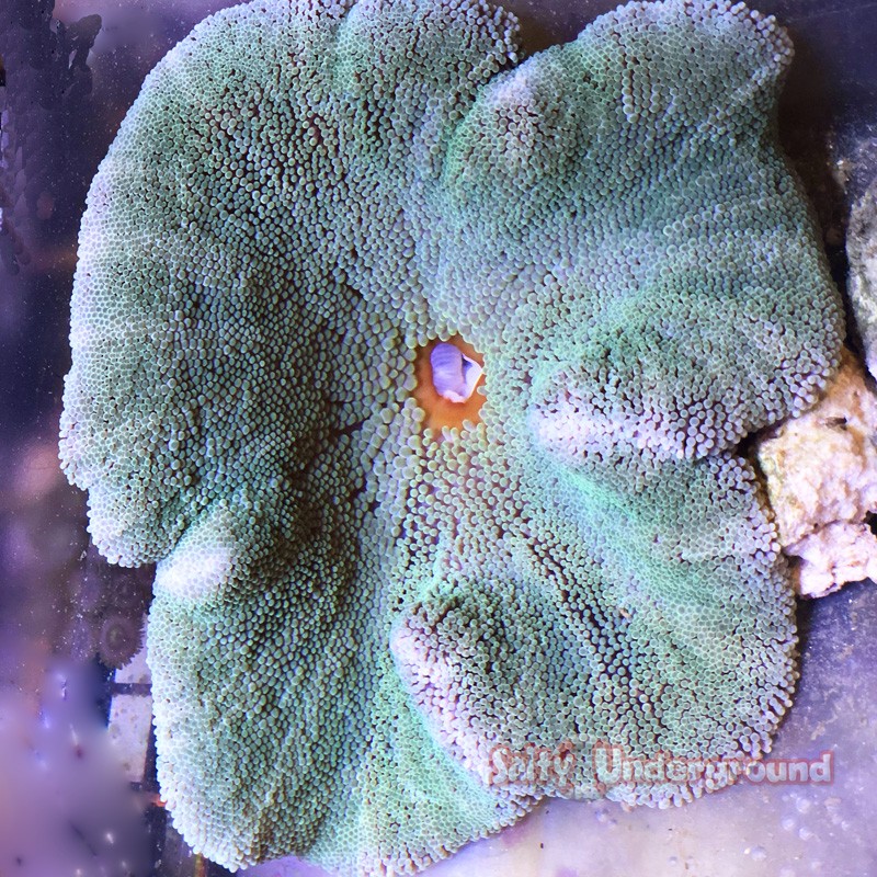 Carpet Anemone - Green
