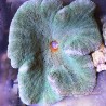 Carpet Anemone - Green