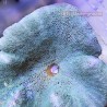 Carpet Anemone - Green