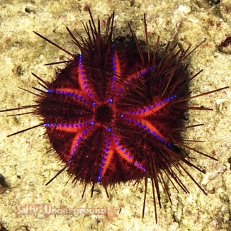 Salty Underground: Rainbow/Blue Spot Urchin