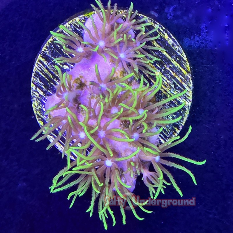 Salty Underground: Branching Green Star Polyps