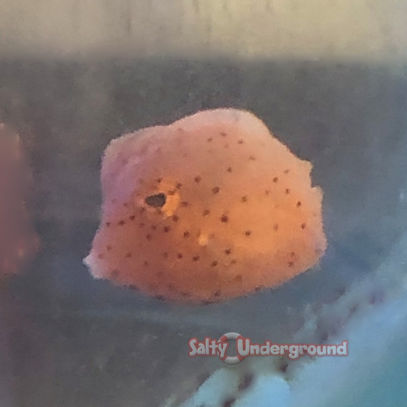 Boston Bean Boxfish-Orange
