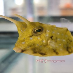 Longhorn Boxfish