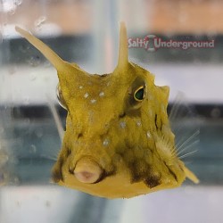 Longhorn Boxfish
