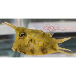 Longhorn Boxfish