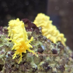 Robust Sea Cucumber (Colochirus robustus)