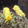 Robust Sea Cucumber (Colochirus robustus)