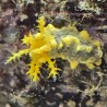 Robust Sea Cucumber (Colochirus robustus)