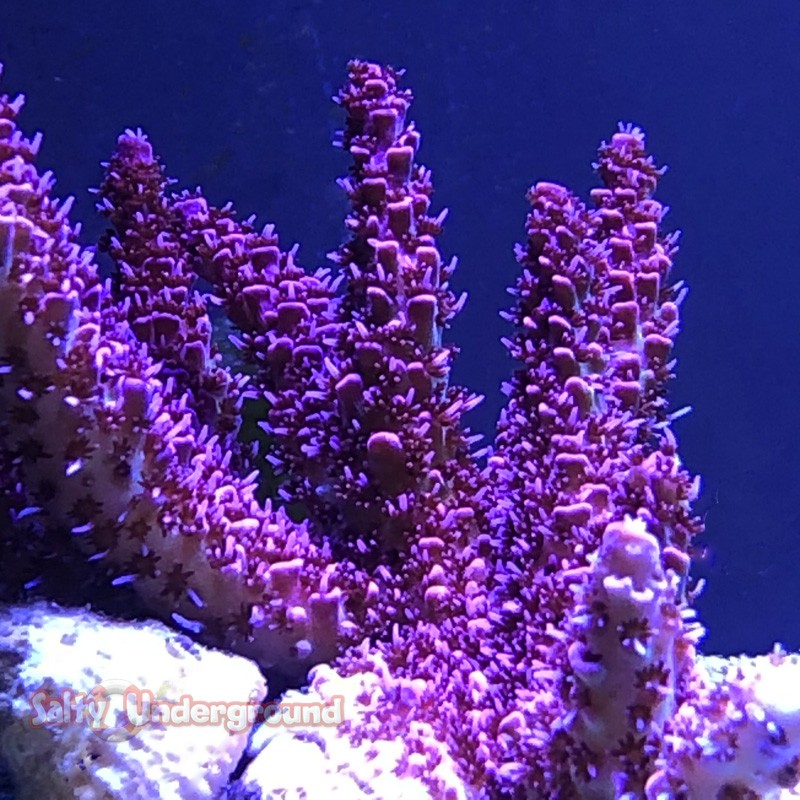 Red Planet Acropora