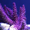 Red Planet Acropora
