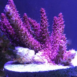 Red Planet Acropora