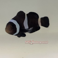 Black Darwin Clownfish...