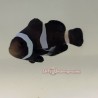 Black Darwin Clownfish (Ocellaris)