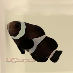 Black Darwin Clownfish (Ocellaris)