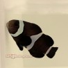 Black Darwin Clownfish (Ocellaris)