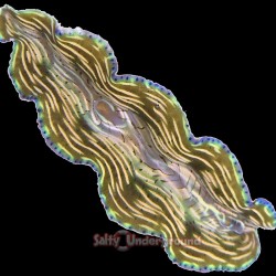 Salty Underground:  Banana Split Derasa Clam 2 inches