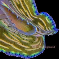 Salty Underground:  Banana Split Derasa Clam 2 inches