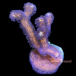 Salty Underground: Blueberry Stylophora 4-5 Inches