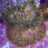 Green Bulb Anemone
