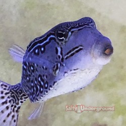 Reticulated Boxfish (male)