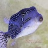 Reticulated Boxfish (male)