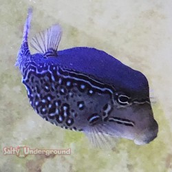 Reticulated Boxfish (male)