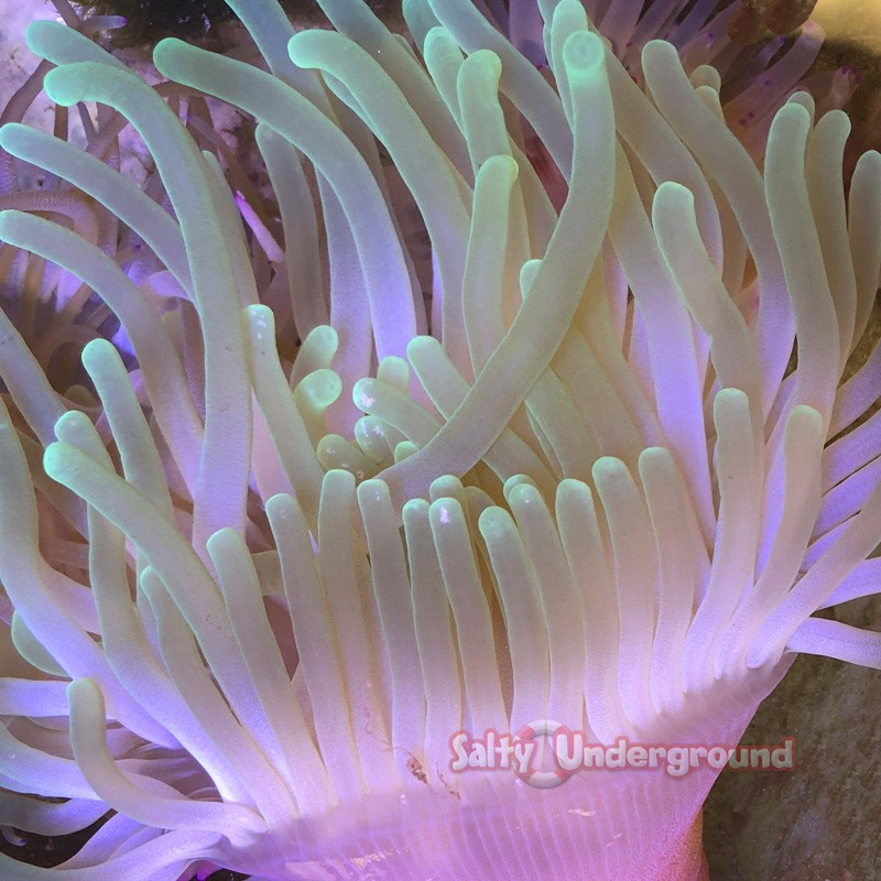Salty Underground: Long Tentacle Anemone