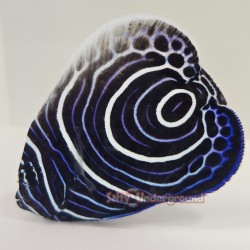 Blue Koran Angelfish -...
