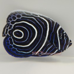 Blue Koran Angelfish - Juvenile
