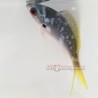 Yellow Tail Fusilier (Caesio sp.)