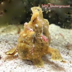 Anglerfish