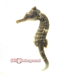 Seahorse Erectus (Hippocampus erectus) Large