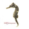Seahorse Erectus (Hippocampus erectus) Large