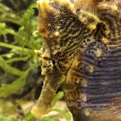 Seahorse Erectus (Hippocampus erectus) Large close-up