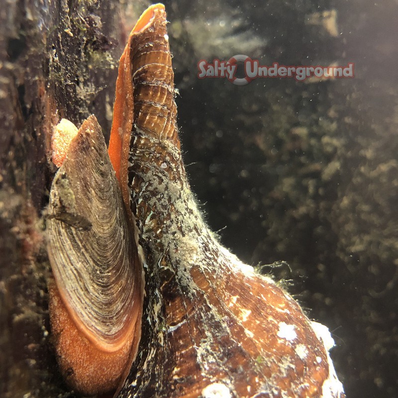 Salty Underground: Orange Horse Conch