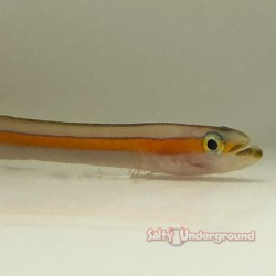 Rainbow Goby