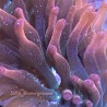 Acid Rainbow Bubble Tip Anemone - small