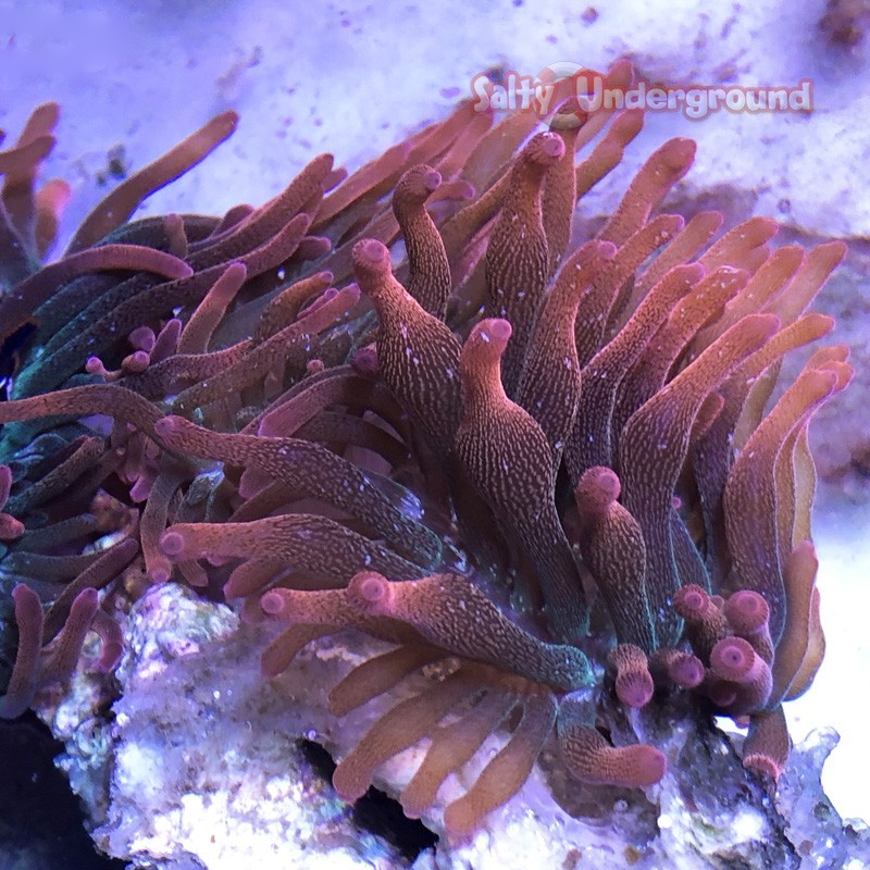 Salty Underground: Acid Rainbow Bubble Tip Anemone - small