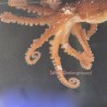 Atlantic Long Arm Octopus - Tiny