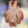 Atlantic Long Arm Octopus - Tiny