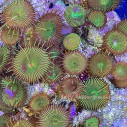 Nuclear Green Palythoa