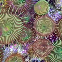 Nuclear Green Palythoa