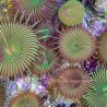 Nuclear Green Palythoa