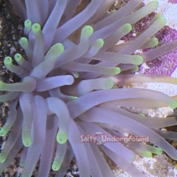 Salty Underground: Lime Green Tip Anemone (Condylactis gigantea)