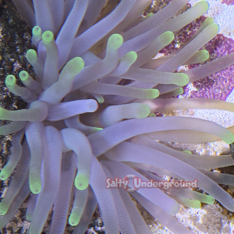 Salty Underground: Lime Green Tip Anemone (Condylactis gigantea)