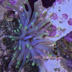 Salty Underground: Lime Green Tip Anemone (Condylactis gigantea)