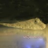 Southern Puffer (Sphoeroides nephelus)