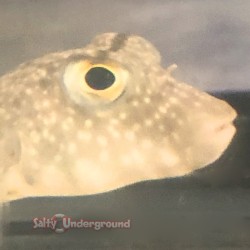 Southern Puffer (Sphoeroides nephelus)