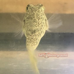 Southern Puffer (Sphoeroides nephelus)