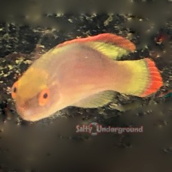 Red Margin Fairy Wrasse (Cirrhilabrus rubrimarginatus)